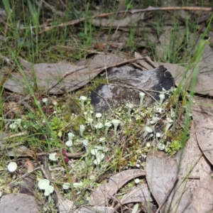 Cladonia sp. (genus) at Tennent, ACT - 20 Sep 2014 07:15 PM