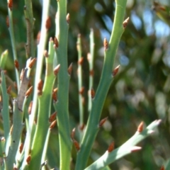 Bossiaea grayi (Murrumbidgee Bossiaea) at Bullen Range - 10 Mar 2015 by julielindner