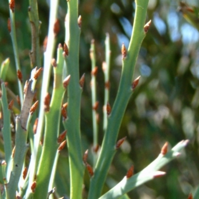 Bossiaea grayi (Murrumbidgee Bossiaea) at Uriarra Village, ACT - 11 Mar 2015 by julielindner