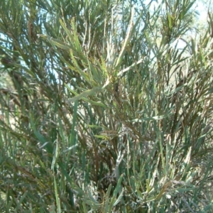 Bossiaea grayi at Uriarra Village, ACT - suppressed