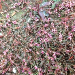 Polygonum plebeium at Isaacs Ridge - 29 Aug 2013