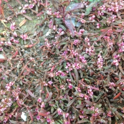 Polygonum plebeium (Small Knotweed) at Isaacs Ridge - 29 Aug 2013 by Mike