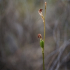 Speculantha rubescens (Blushing Tiny Greenhood) at Aranda Bushland - 14 Mar 2015 by AaronClausen