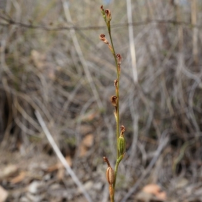 Speculantha rubescens (Blushing Tiny Greenhood) at Belconnen, ACT - 14 Mar 2015 by AaronClausen