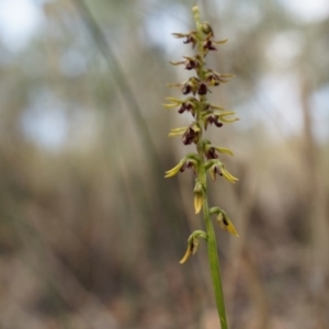 Corunastylis clivicola at Belconnen, ACT - 14 Mar 2015