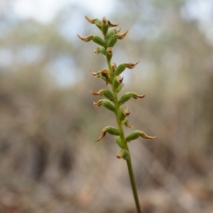 Corunastylis sp. at Point 3852 - suppressed