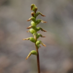 Corunastylis sp. at Aranda Bushland - suppressed