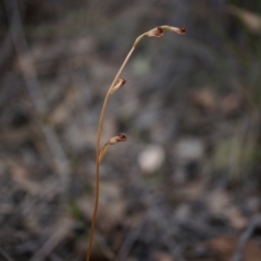 Speculantha rubescens (Blushing Tiny Greenhood) at Belconnen, ACT - 14 Mar 2015 by AaronClausen