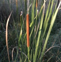 Typha domingensis (Bullrush) at Greenway, ACT - 11 Mar 2015 by MichaelBedingfield