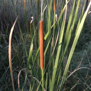 Typha domingensis at Greenway, ACT - 11 Mar 2015