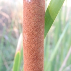 Typha domingensis at Greenway, ACT - 11 Mar 2015