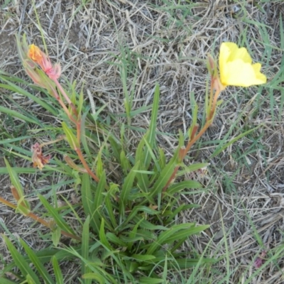 Oenothera stricta subsp. stricta (Common Evening Primrose) at Fyshwick, ACT - 8 Mar 2015 by RyuCallaway