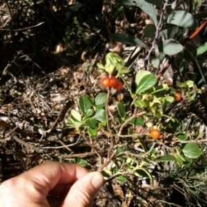 Coprosma hirtella at Cotter River, ACT - 15 Mar 2015 11:46 AM