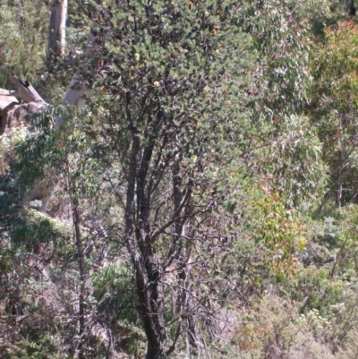 Banksia marginata (Silver Banksia) at Cotter River, ACT - 15 Mar 2015 by jeremyahagan