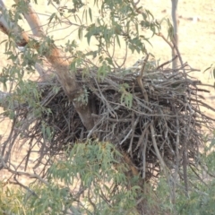 Aquila audax at Molonglo River Reserve - 11 Sep 2018 06:49 PM