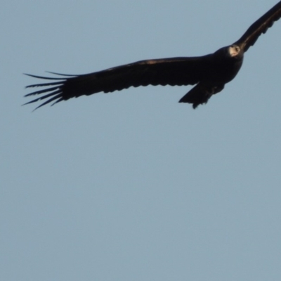 Aquila audax (Wedge-tailed Eagle) at Molonglo, ACT - 11 Sep 2018 by MichaelBedingfield