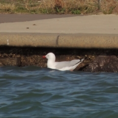 Chroicocephalus novaehollandiae (Silver Gull) at Coombs, ACT - 11 Sep 2018 by MichaelBedingfield