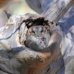 Aegotheles cristatus (Australian Owlet-nightjar) at Acton, ACT - 29 Aug 2018 by TimL