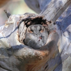 Aegotheles cristatus (Australian Owlet-nightjar) at Acton, ACT - 29 Aug 2018 by Tim L