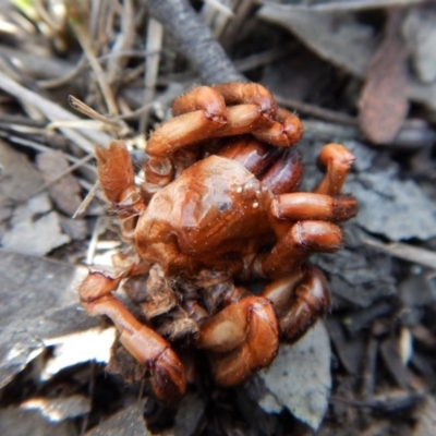 Mygalomorphae (infraorder) (Unidentified mygalomorph spider) at Cook, ACT - 12 Sep 2018 by CathB