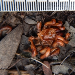 Idiopidae (family) at Cook, ACT - 12 Sep 2018