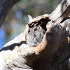 Aegotheles cristatus (Australian Owlet-nightjar) at Acton, ACT - 29 Aug 2018 by Tim L