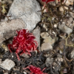 Trombidiidae (family) at Kaleen, ACT - 12 Sep 2018