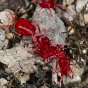 Trombidiidae (family) at Kaleen, ACT - 12 Sep 2018 01:22 PM