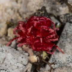 Trombidiidae (family) at Kaleen, ACT - 12 Sep 2018