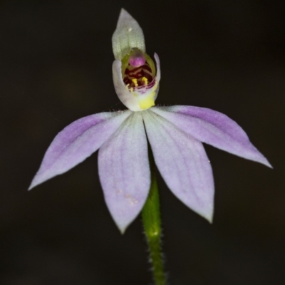 Caladenia carnea (Pink Fingers) at Murramarang National Park - 8 Sep 2018 by DerekC