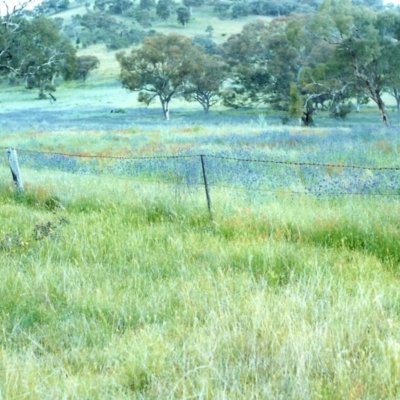 Echium plantagineum (Paterson's Curse) at Tuggeranong Hill - 10 Nov 1999 by michaelb