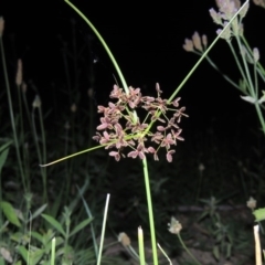 Cyperus concinnus (Trim Flat-sedge) at Paddys River, ACT - 7 Mar 2015 by MichaelBedingfield