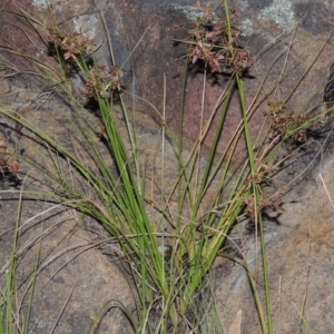 Cyperus concinnus at Paddys River, ACT - 7 Mar 2015 08:43 PM