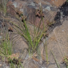 Cyperus concinnus at Paddys River, ACT - 7 Mar 2015 08:43 PM