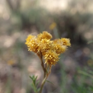 Chrysocephalum semipapposum at Rendezvous Creek, ACT - 15 Mar 2015 12:57 PM