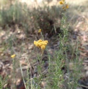 Chrysocephalum semipapposum at Rendezvous Creek, ACT - 15 Mar 2015 12:57 PM