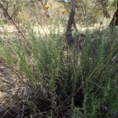 Chrysocephalum semipapposum at Rendezvous Creek, ACT - 15 Mar 2015 12:57 PM