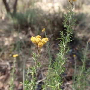 Chrysocephalum semipapposum at Rendezvous Creek, ACT - 15 Mar 2015 12:57 PM