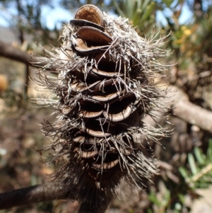 Banksia marginata at Rendezvous Creek, ACT - 15 Mar 2015 01:00 PM