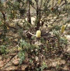 Banksia marginata at Rendezvous Creek, ACT - 15 Mar 2015 01:00 PM