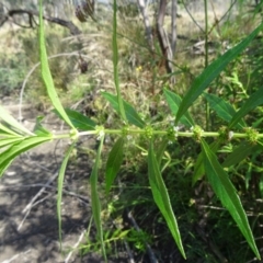 Lycopus australis (Native Gipsywort, Australian Gipsywort) at Paddys River, ACT - 14 Mar 2015 by galah681