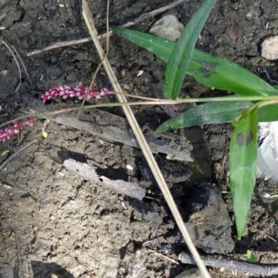 Persicaria decipiens (Slender Knotweed) at Paddys River, ACT - 13 Mar 2015 by galah681