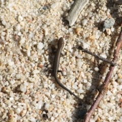 Lampropholis guichenoti (Common Garden Skink) at Paddys River, ACT - 7 May 2011 by galah681