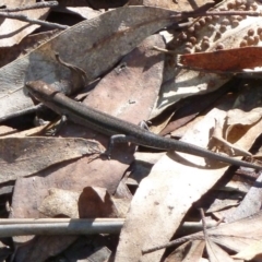 Lampropholis guichenoti (Common Garden Skink) at Paddys River, ACT - 5 May 2012 by galah681