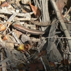 Lampropholis guichenoti at Paddys River, ACT - 5 May 2012 12:17 PM