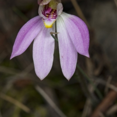 Caladenia carnea (Pink Fingers) at Murramarang National Park - 9 Sep 2018 by DerekC