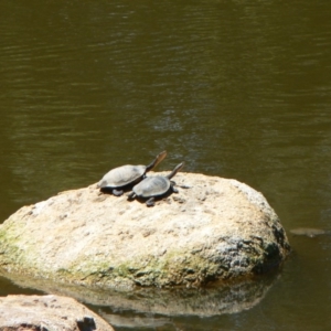 Chelodina longicollis at Paddys River, ACT - 2 Dec 2009 11:04 AM