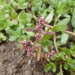 Polygonum plebeium at Jerrabomberra, ACT - 17 Mar 2015