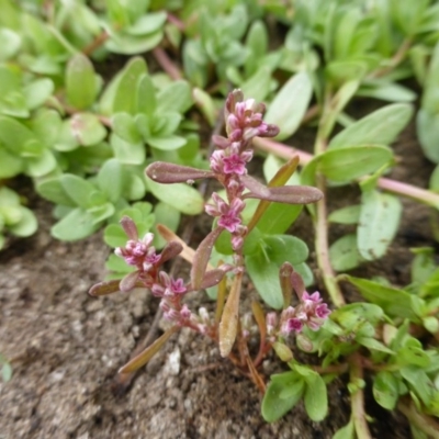 Polygonum plebeium (Small Knotweed) at Jerrabomberra, ACT - 17 Mar 2015 by Mike