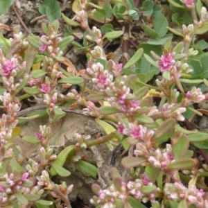 Polygonum plebeium at Jerrabomberra, ACT - 17 Mar 2015 11:06 AM